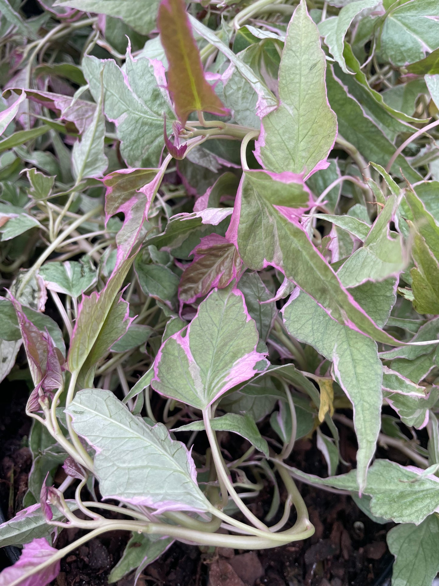Variegated Potato Vine