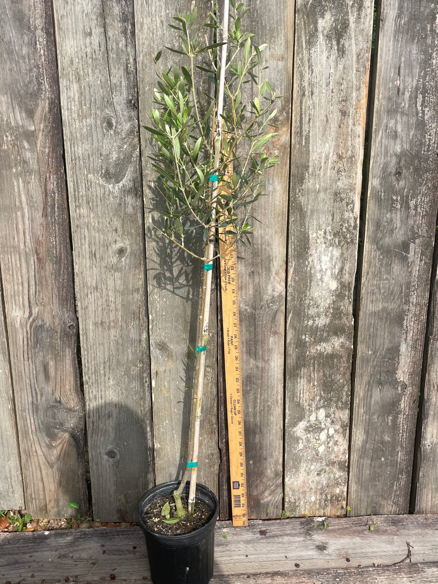 Wilsonii Olive Tree