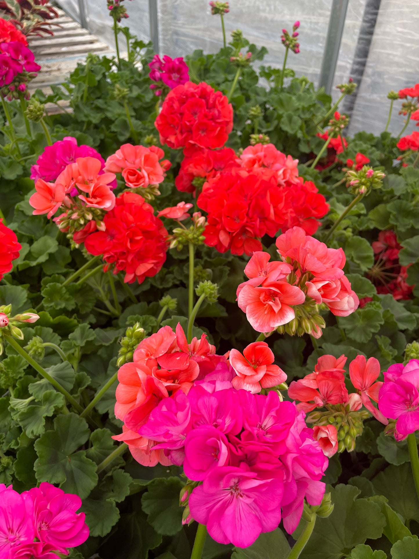 Patriot Geranium