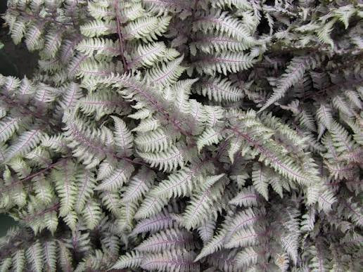 Regal Red Painted Fern