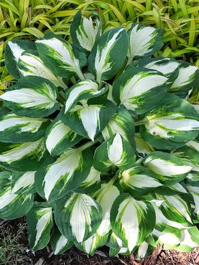 Vulcan Hosta