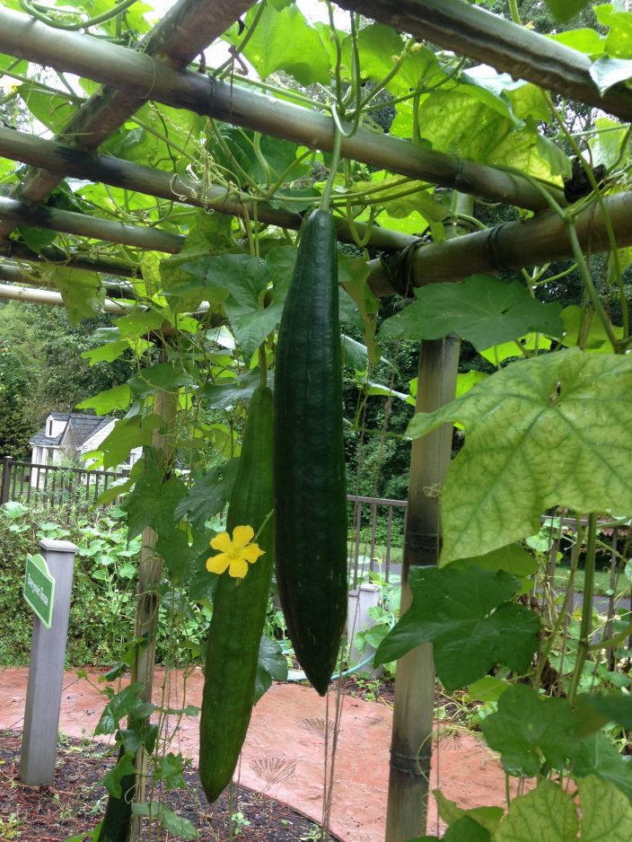 Loofah Plant