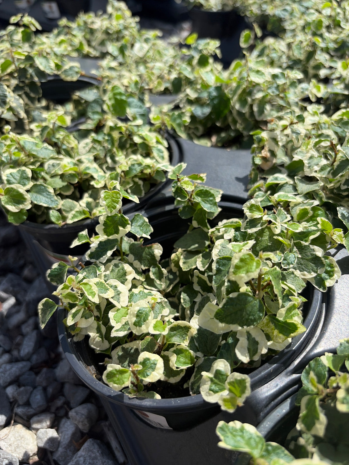 Ficus Repens Fig Ivy