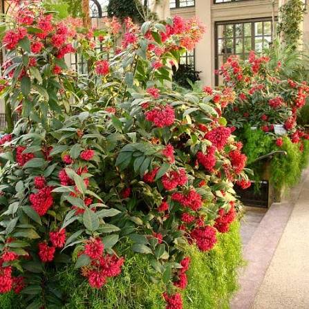 Red Jasmine Bush