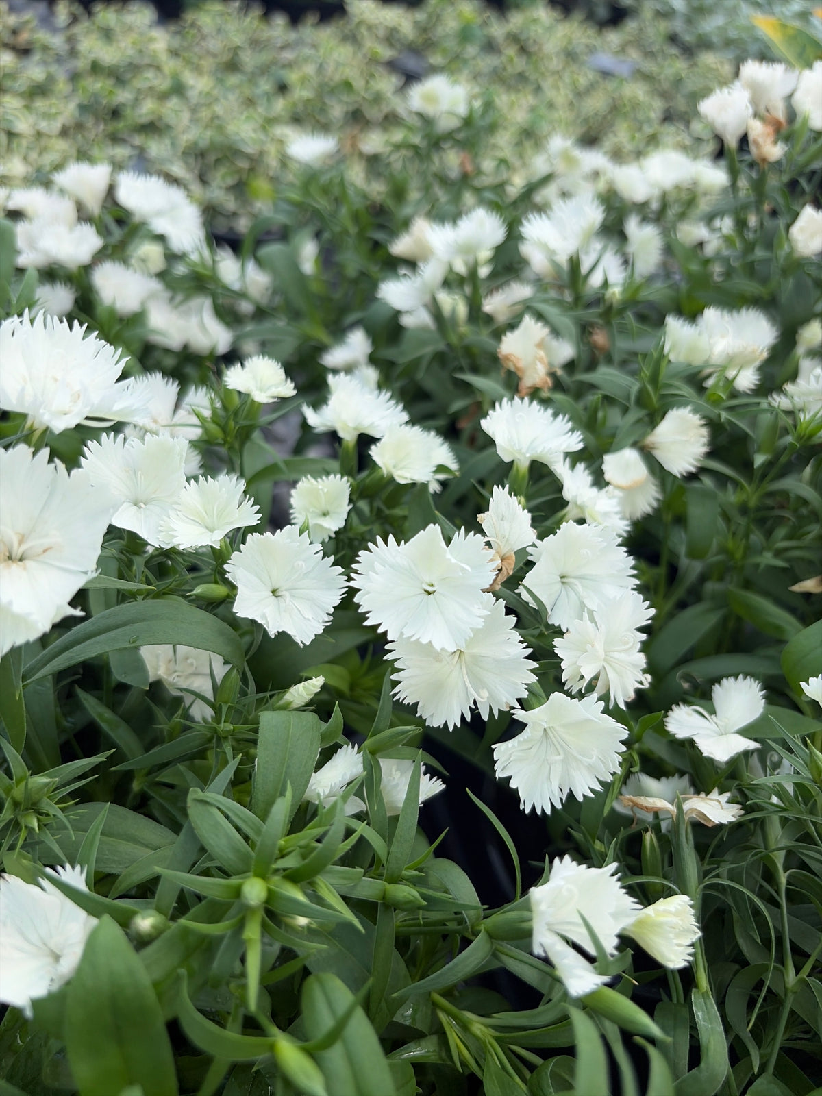 Dianthus