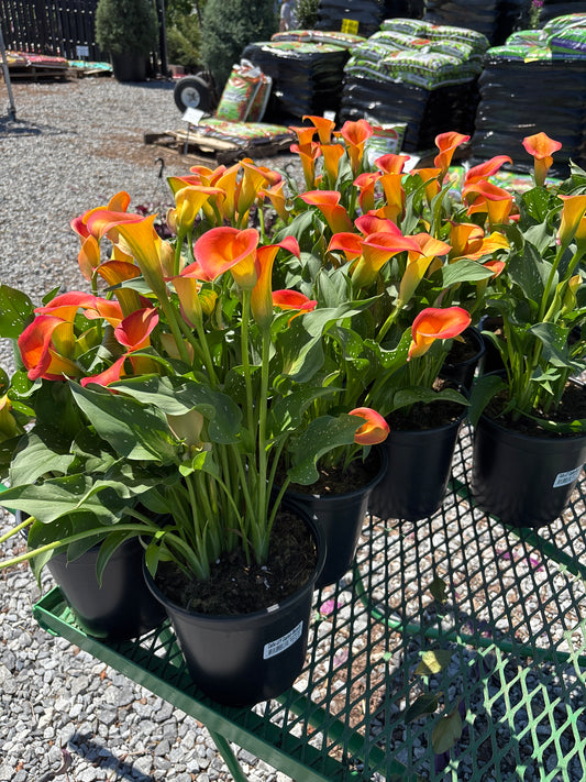 Capt. Brunello Calla Lilly