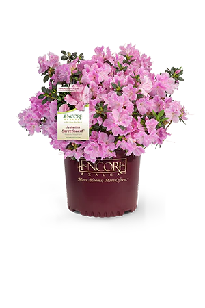 Autumn Sweetheart Encore Azalea