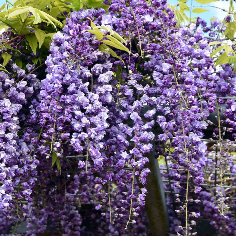 Black Dragon Wisteria