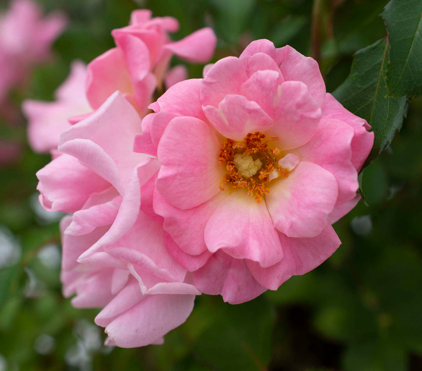 Blushing Drift Rose