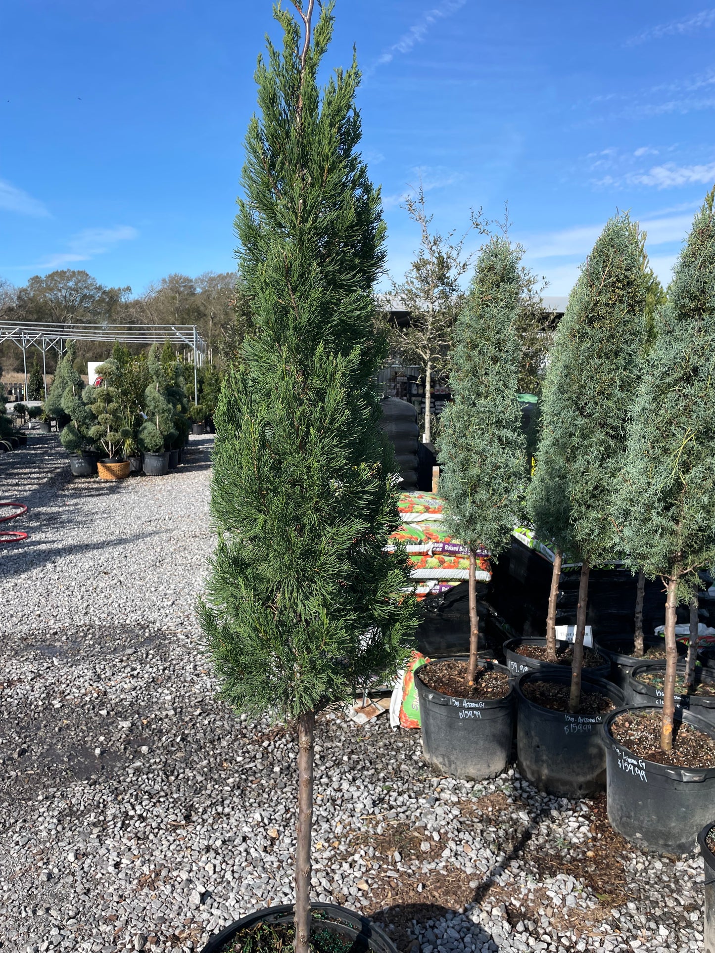 Hetzi Juniper Tree Form