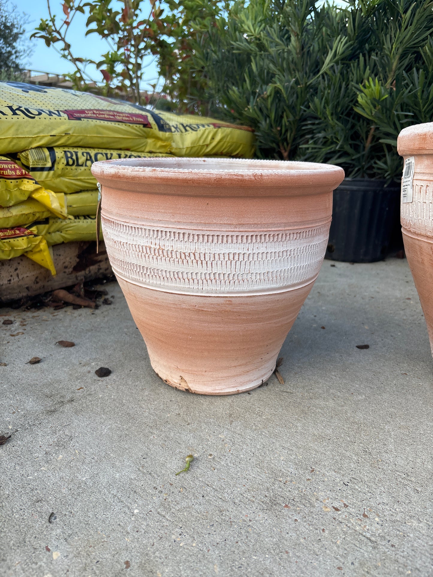 10” Pakistani Caliente Planter