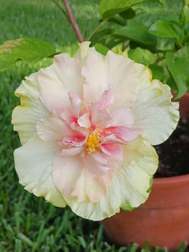 Cajun Two Step Cajun Hibiscus