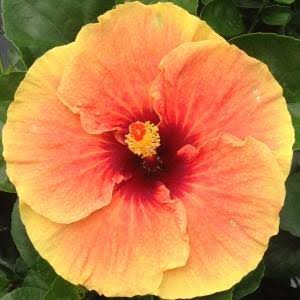 Cajun Sunset Cajun Hibiscus