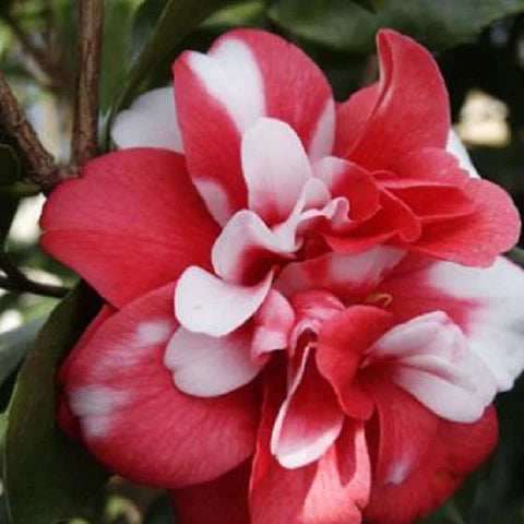Governor Mouton Camellia