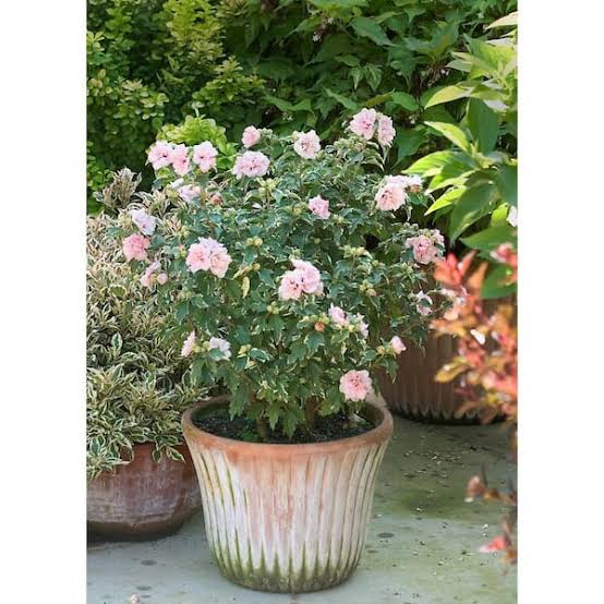 Sugar Tip Althea (Rose of Sharon)