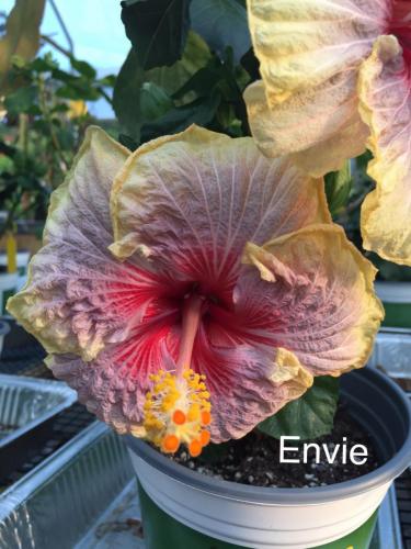 Envie Cajun Hibiscus