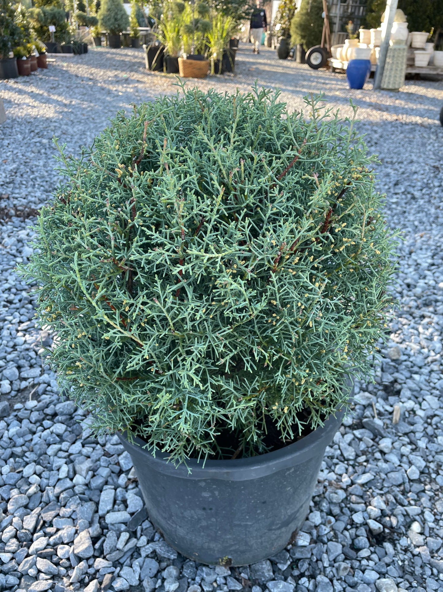 Carolina Sapphire Globe Topiary