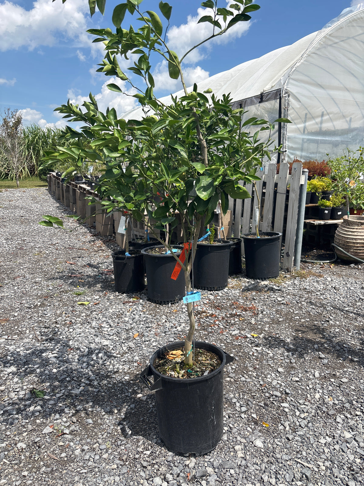 Hamlin Orange Tree | Louisiana Sweet, photo 4