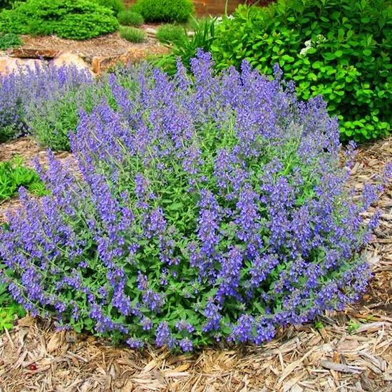Junior Walker Catmint