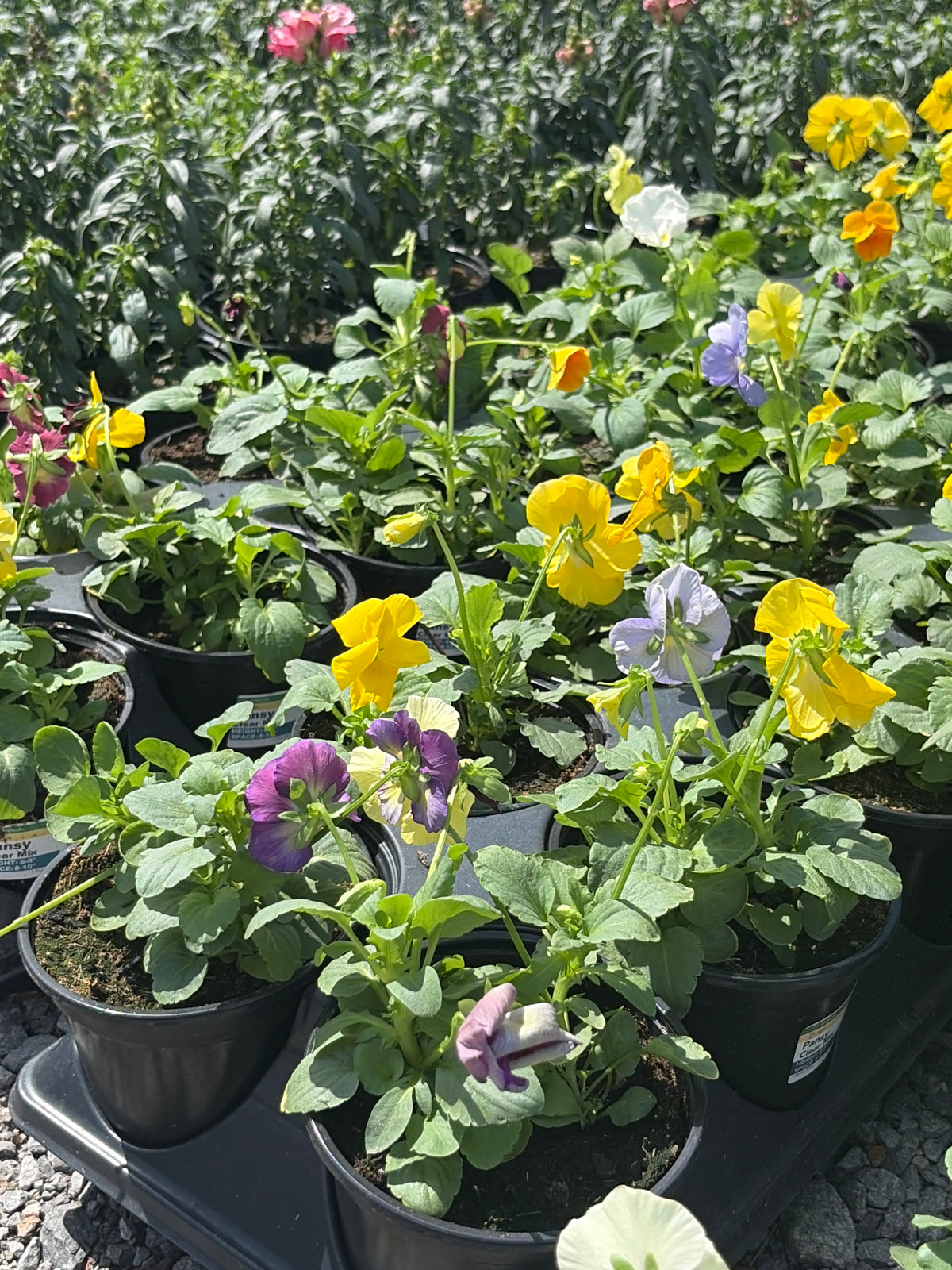 Pansy Mix