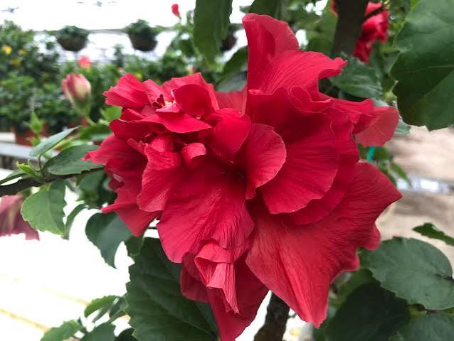 Garden Sensation Cajun Hibiscus