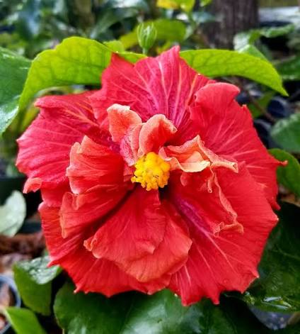 Hearts A Flame Cajun Hibiscus