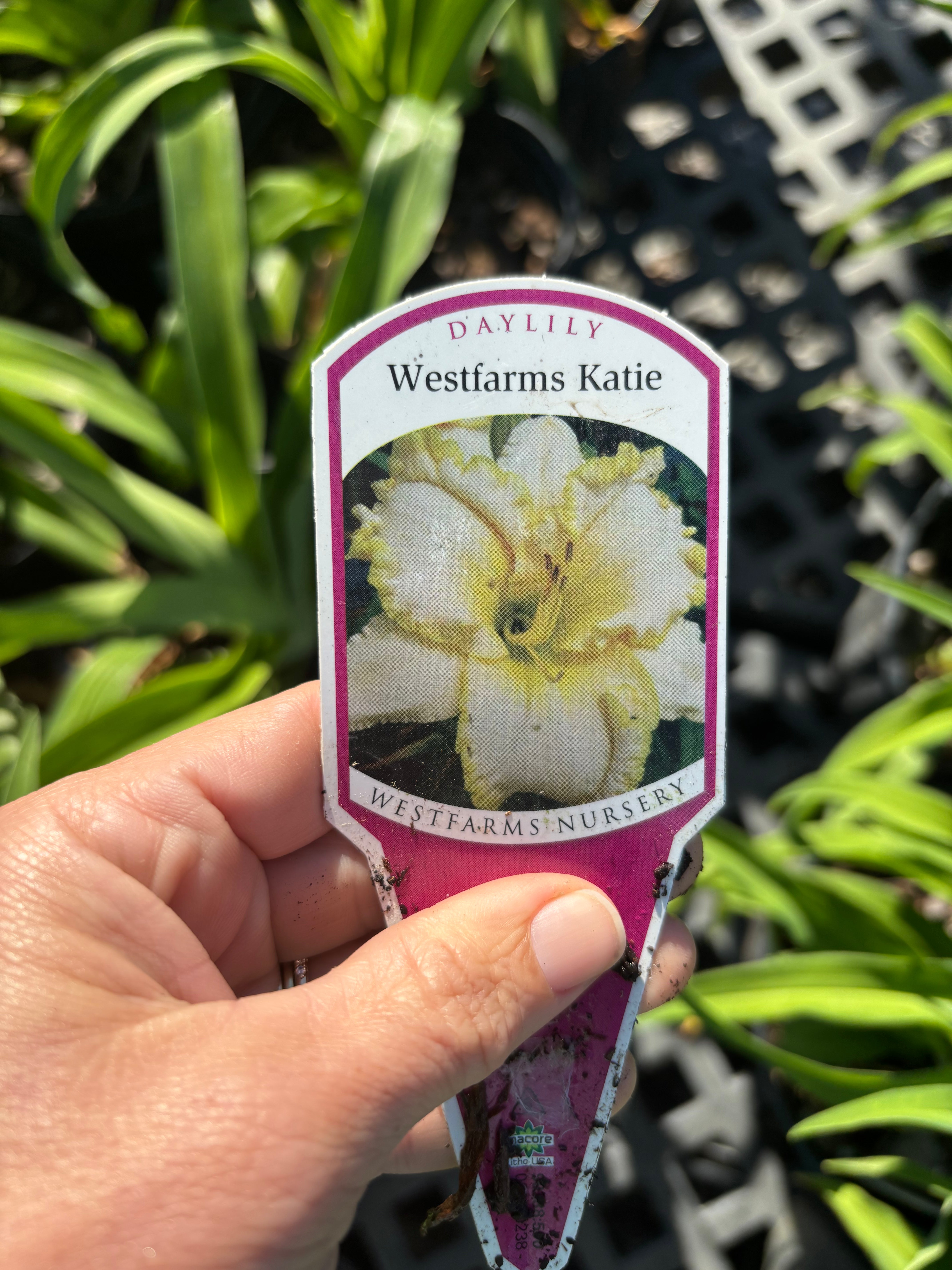 Katie Daylily – Cane Row Nursery