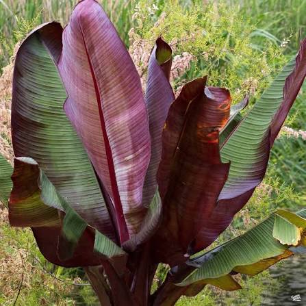 Red Abyssinian Banana Tree