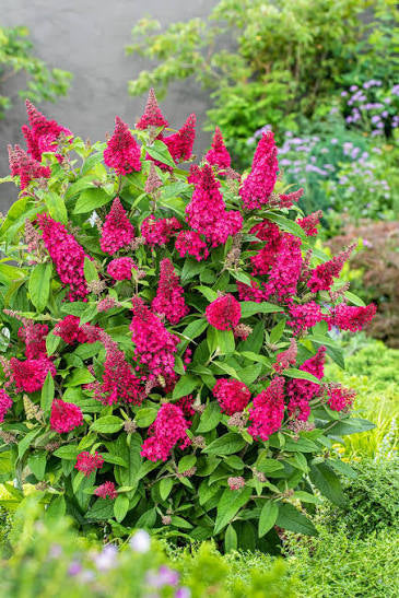 3 Gallon Lil’ Raspberry Butterfly Bush