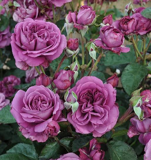 Plum Perfect Rose