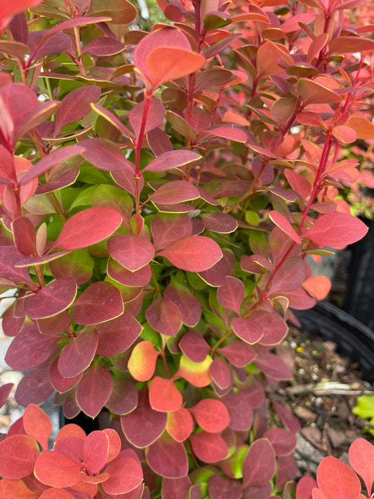 Orange Rocket Barberry