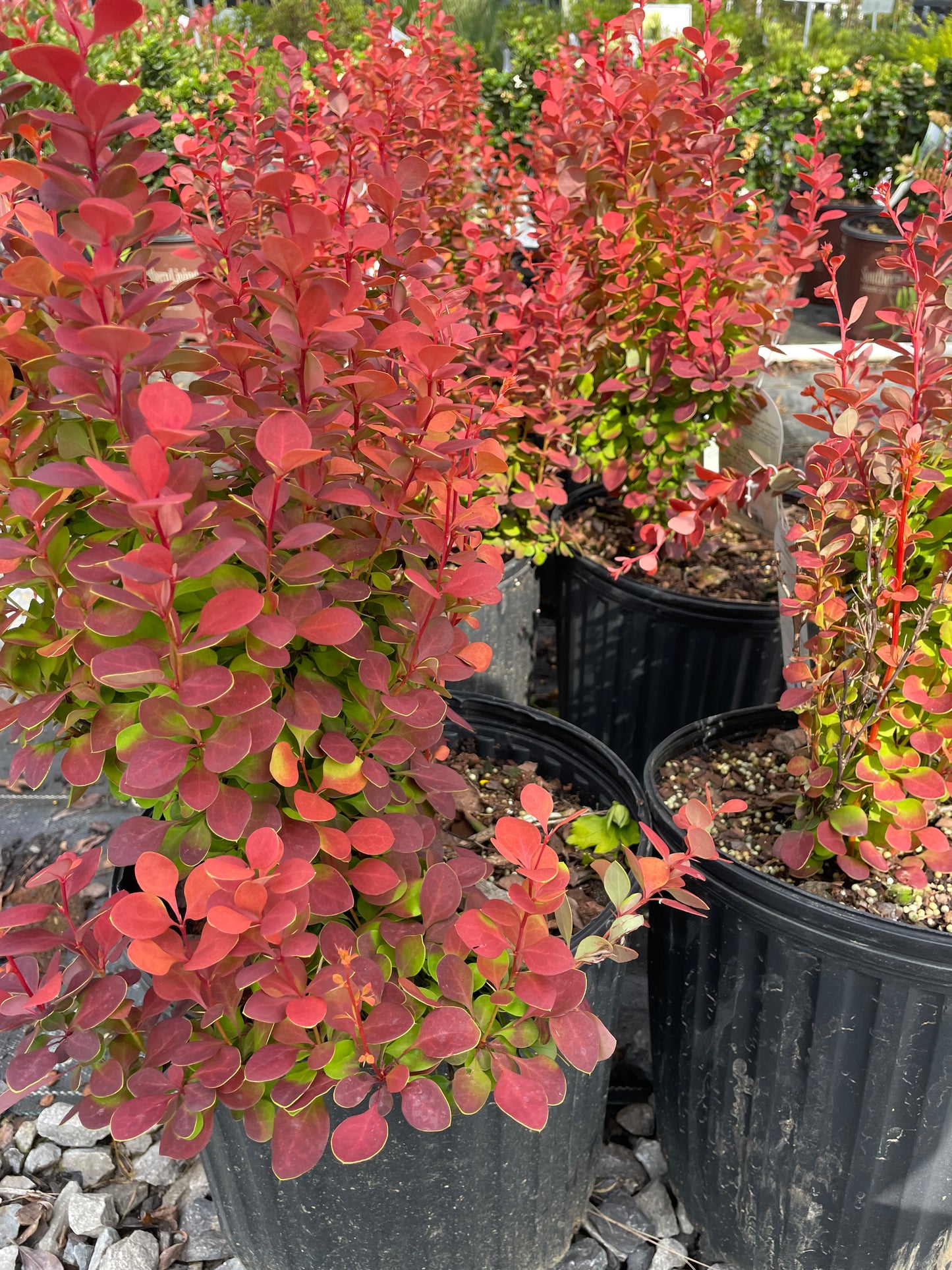 Orange Rocket Barberry