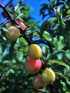 Chickasaw Plum