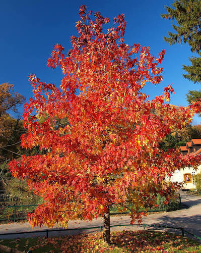 Summer Red Maple