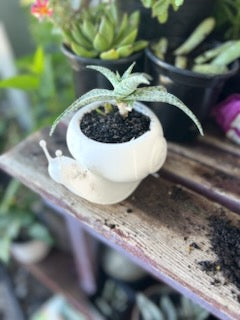 Snail Planter