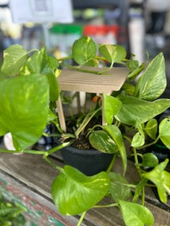 Pergola Trellis