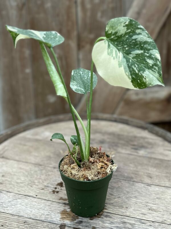 Constellation Thai Monstera