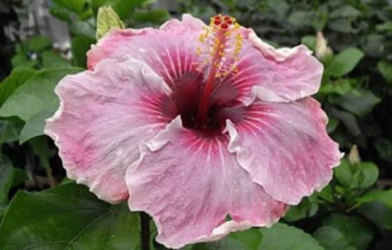 Me Oh My Oh Cajun Hibiscus