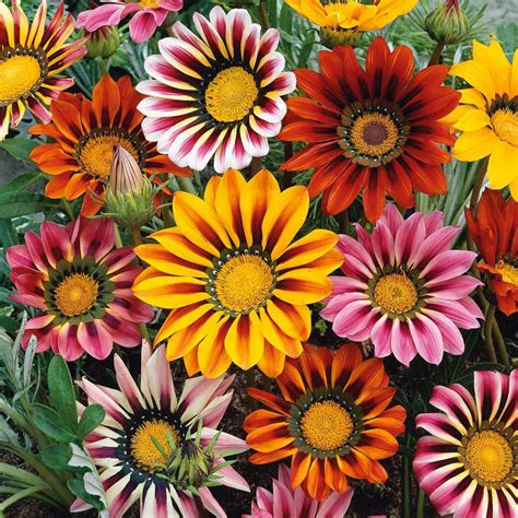 6” Gazania