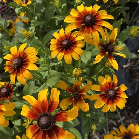 Rising Sun ‘Chestnut Gold’ Rudbeckia