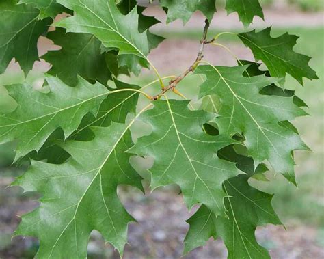 Shumard Oak, photo 3