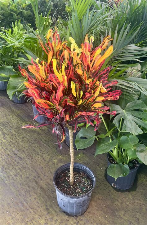Mammy Croton Tree