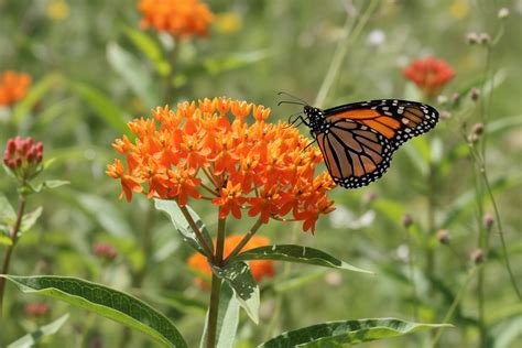 Native Orange Milkweed