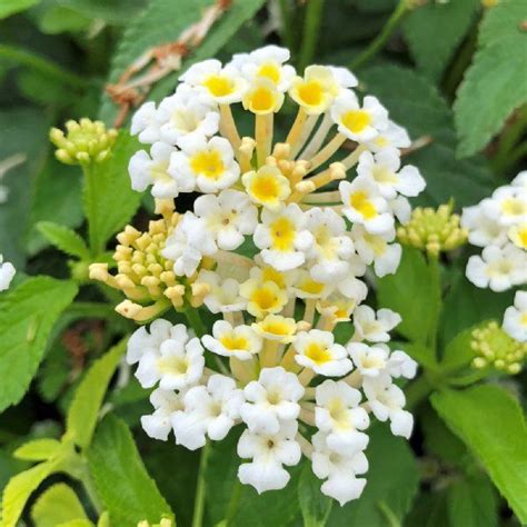 Bandana White Lantana