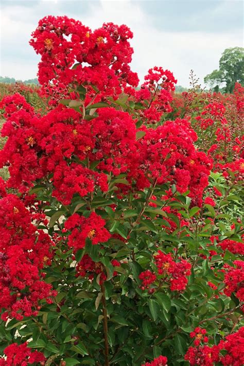 Ruffled Red Magic CrapeMyrtle