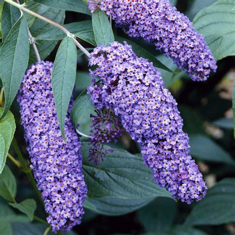 Nanho Butterfly Bush
