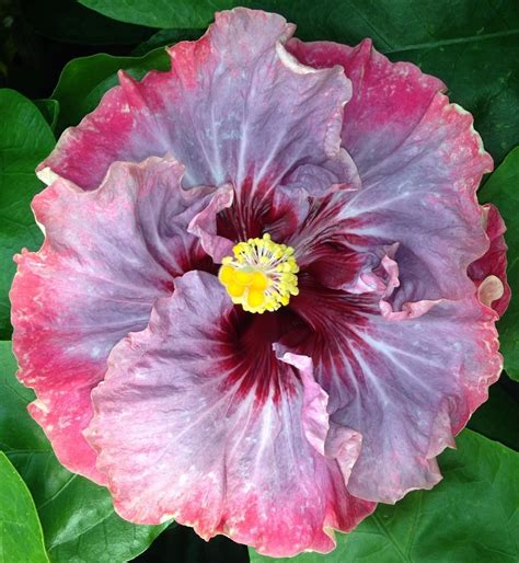 Dark Princess Cajun Hibiscus