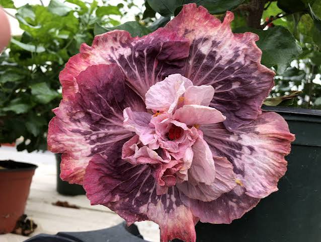 Old Fashion Romance Cajun Hibiscus