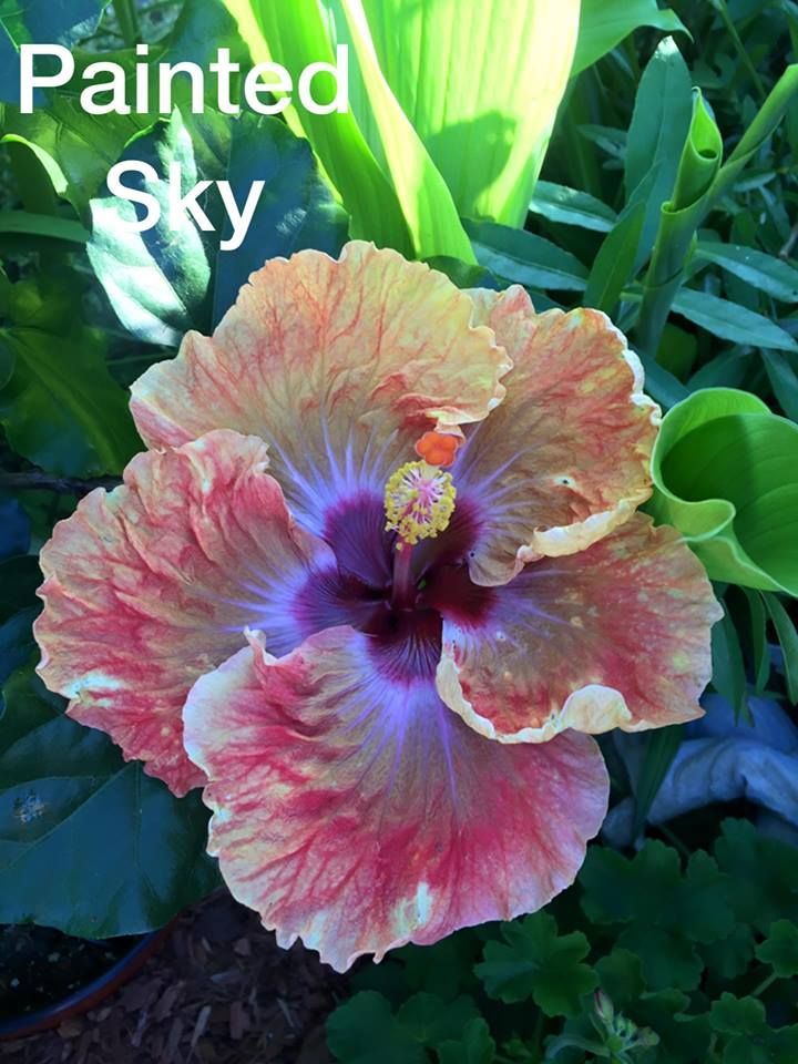 Painted Sky Cajun Hibiscus