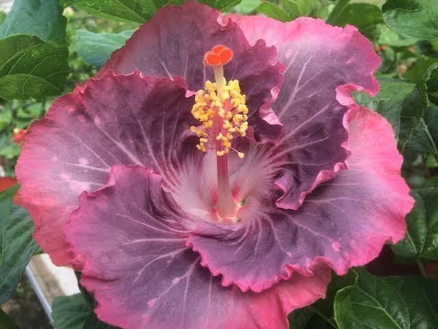 Pink Snow Cajun Hibiscus